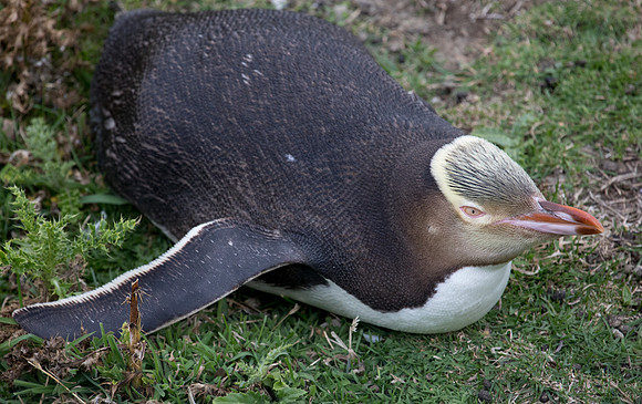 Yellow-eyed penguin or hoiho (Megadyptes antipodes)