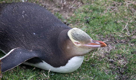 Yellow-eyed penguin or hoiho (Megadyptes antipodes)