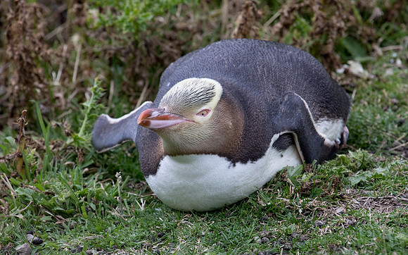 Yellow-eyed penguin or hoiho (Megadyptes antipodes)