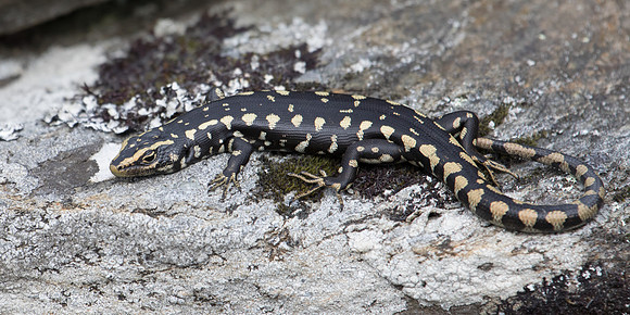 Otago skink (Oligosoma otagense)
