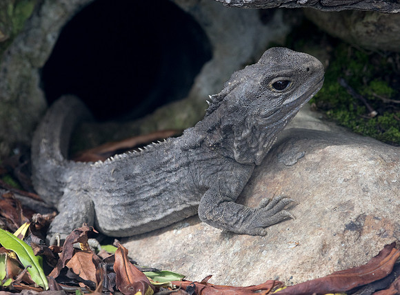 Northern Tuatara (Sphenodon punctatus)