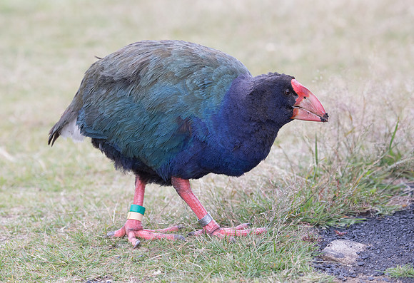 Takahē (Porphyrio hochstetteri)