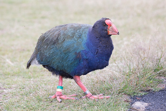Takahē (Porphyrio hochstetteri)