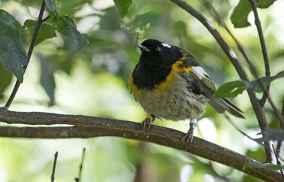 Stitchbird or hihi (Notiomystis cincta) Male