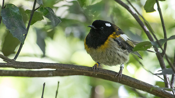 Stitchbird or hihi (Notiomystis cincta) Male