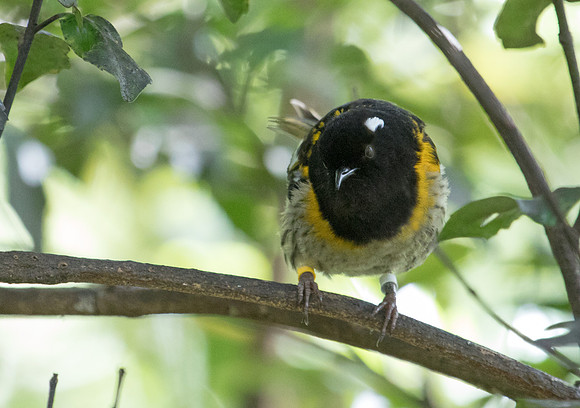 Stitchbird or hihi (Notiomystis cincta) Male
