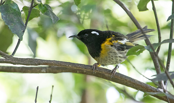 Stitchbird or hihi (Notiomystis cincta) Male