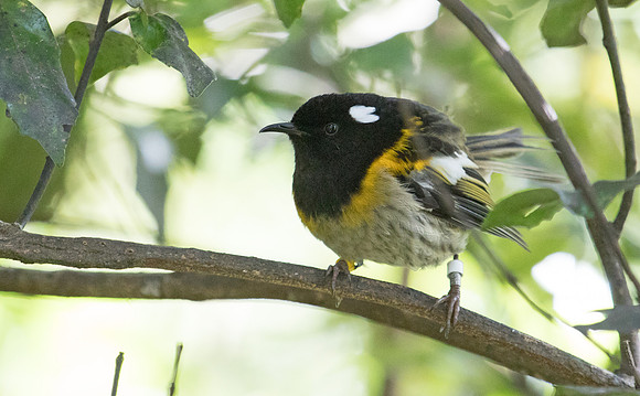 Stitchbird or hihi (Notiomystis cincta) Male