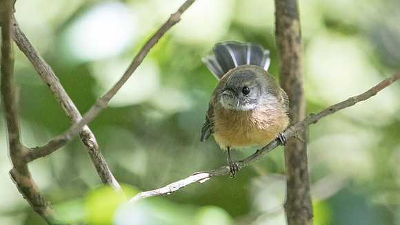 New Zealand fantail (Rhipidura fuliginosa)