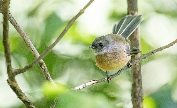 New Zealand fantail (Rhipidura fuliginosa)