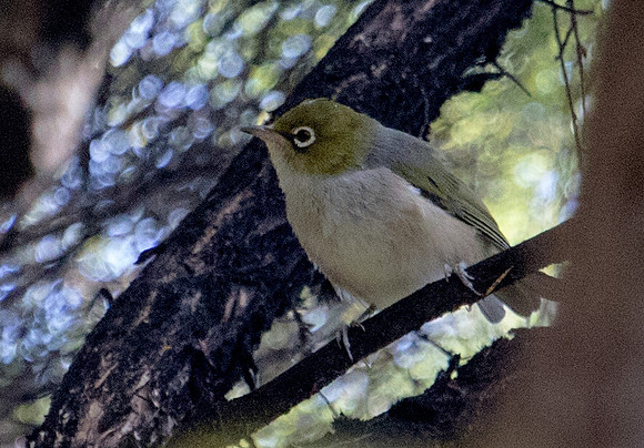 3Q2A8608