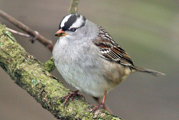 White-crowned Sparrow (Zonotrichia leucophrys)