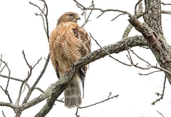 Red-shouldered hawk (Buteo lineatus) Male