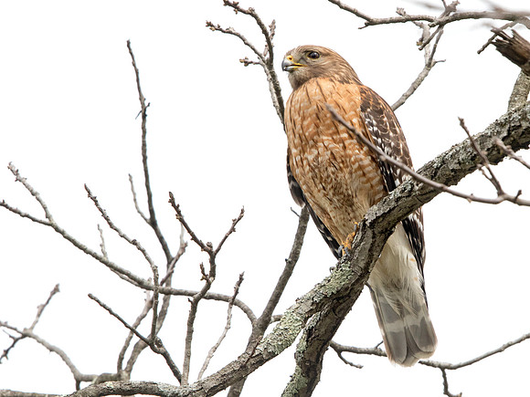 Red-shouldered hawk (Buteo lineatus) Male