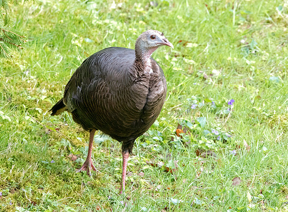 Wild turkey (Meleagris gallopavo)