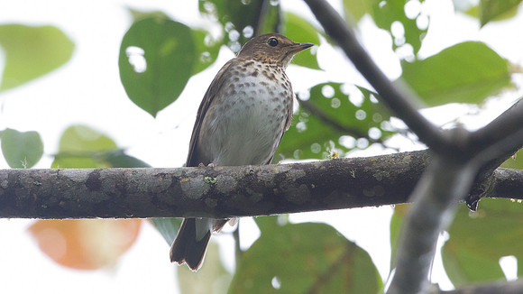 Swainson's Thrush (Catharus ustulatus)