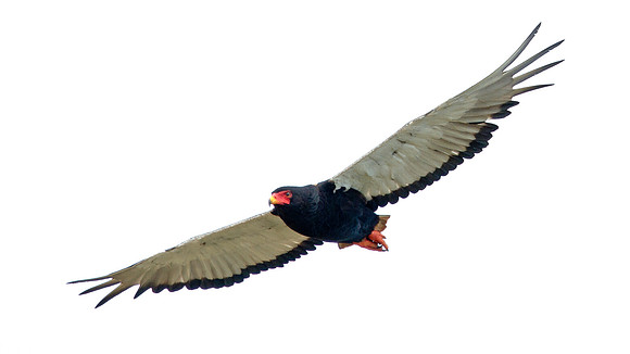 Bateleur (Terathopius ecaudatus)