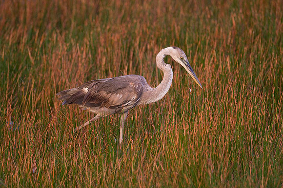 Great Blue Heron (Ardea herodias)
