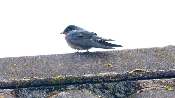 Pacific Swallow (Hirundo tahitica)