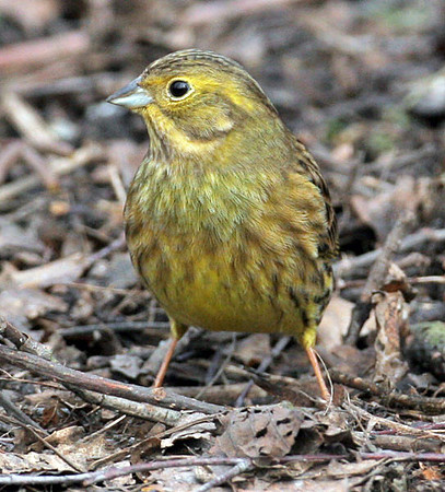 Yellowhammer (Emberiza citrinella)