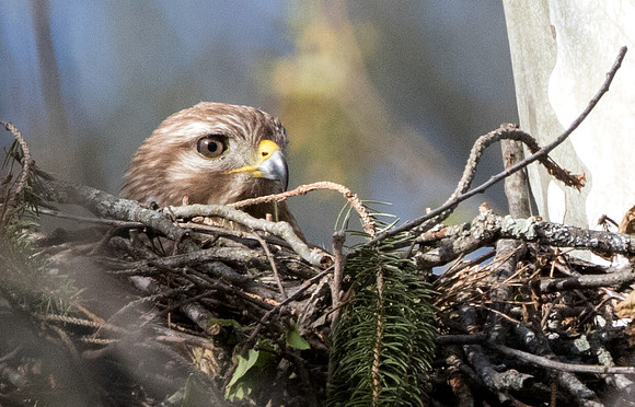 Red-shouldered hawk (Buteo lineatus) Female