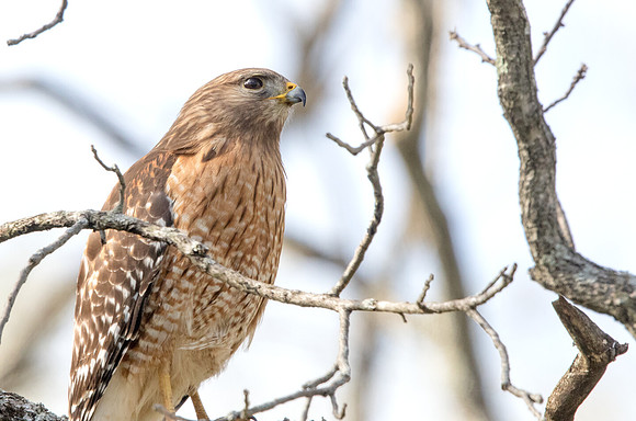 Red-shouldered hawk (Buteo lineatus) Male