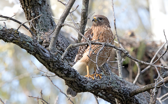 Red-shouldered hawk (Buteo lineatus) Male