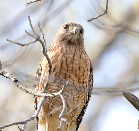 Red-shouldered hawk (Buteo lineatus) Male