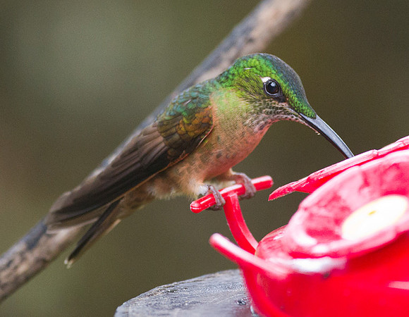 Fawn-breasted Brilliant (Heliodoxa rubinoides)