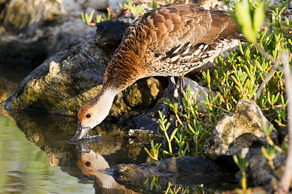 West Indian Whistling Duck (Dendrocygna arborea) also known as Black-billed Whistling Duck, Cuban Whistling Duck