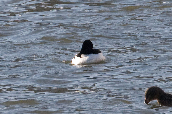 duck?