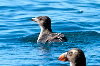 Rhinoceros Auklet (Cerorhinca monocerata)