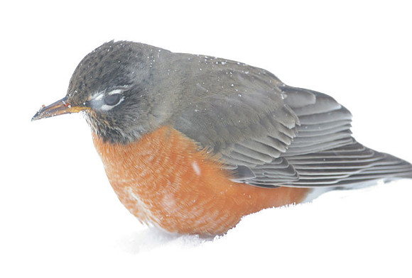 American Robin (Turdus migratorius) also known as North American Robin