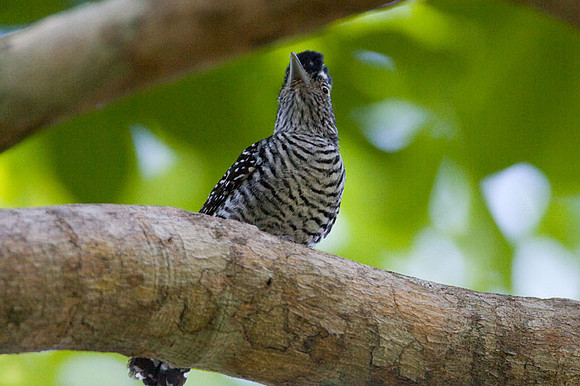 Barred Antshrike (Thamnophilus doliatus) male