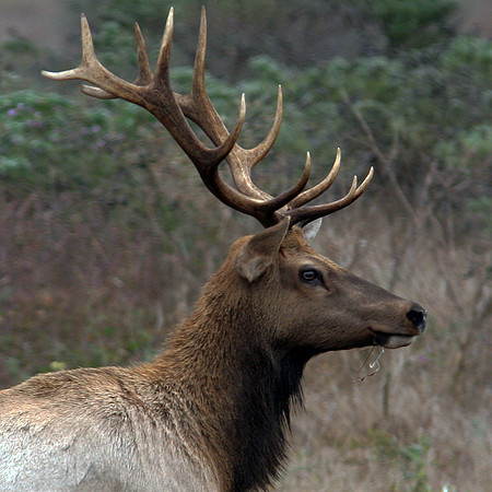 Tule Elk (Cervus elaphus nannodes)