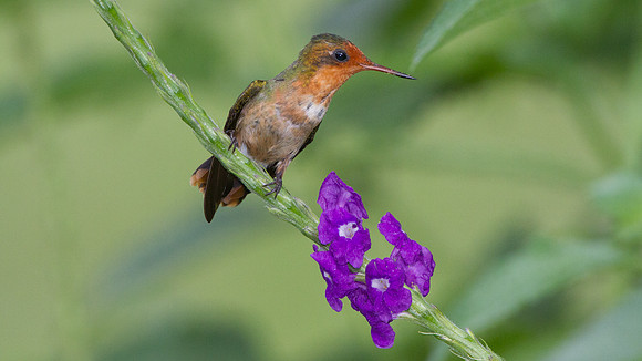 Rufous-Crested Coquette (Lophornis delattrei) - female