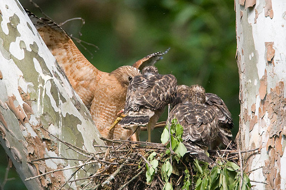 Red-shouldered Hawk (Buteo lineatus) adult and juvenile