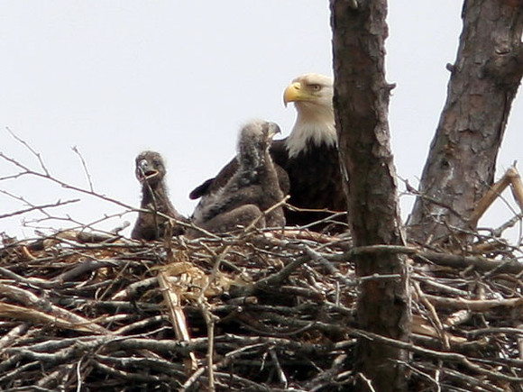 Bald Eagle (Haliaeetus leucocephalus) with 2 chicks