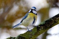 Blue Tit (Cyanistes caeruleus)