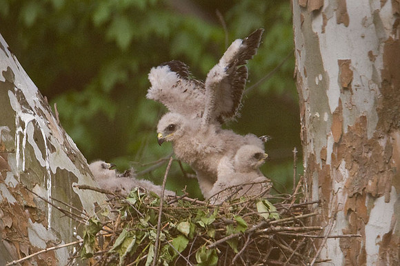 Red-shouldered Hawk (Buteo lineatus) juvenile
