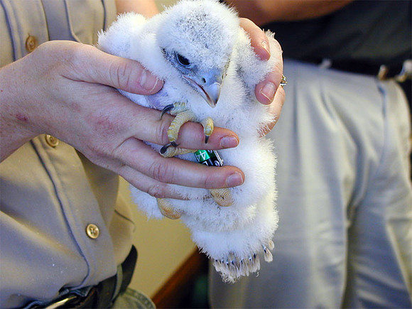 Peregrine Falcon (Falco peregrinus) chick