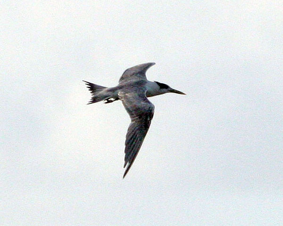 Greater Crested Tern (Thalasseus bergii) also known as Crested Tern, Swift Tern