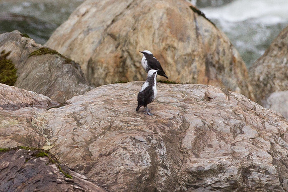 White-capped Dipper (Cinclus leucocephalus)