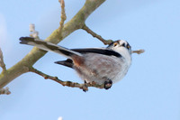 Long-tailed Tit (Aegithalos caudatus) also known as Long-tailed Bushtit