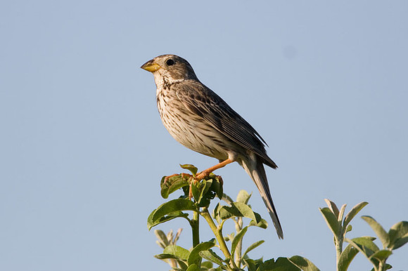 Corn Bunting (Miliaria calandra)