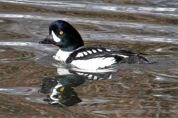 Barrow's Goldeneye (Bucephala islandica) male