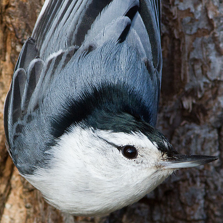 White-breasted Nuthatch (Sitta carolinensis)