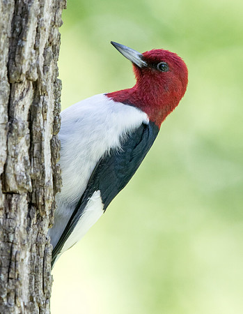 Red-headed woodpecker (Melanerpes erythrocephalus)