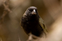 Black-faced Grassquit (Tiaris bicolor)