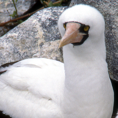 Nazca Booby (Sula granti)